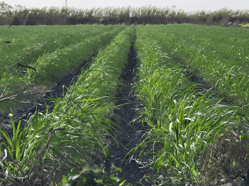 Sugar cane fields in Moore Haven, FL