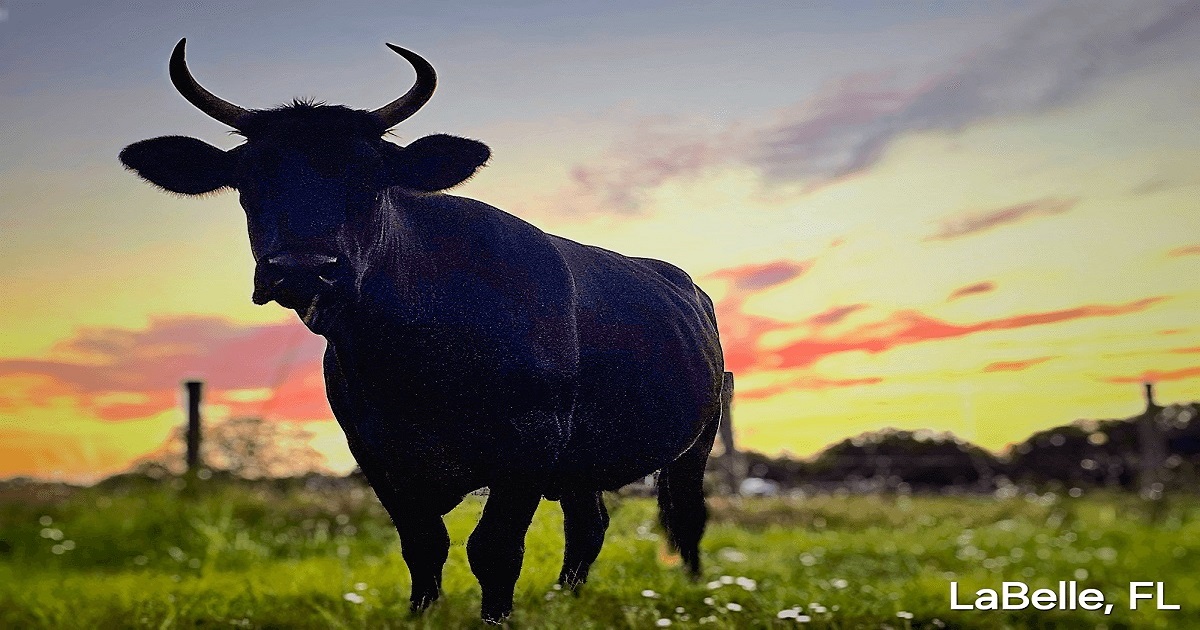 Professional home inspector examining a LaBelle Florida property for wind mitigation and structural issues